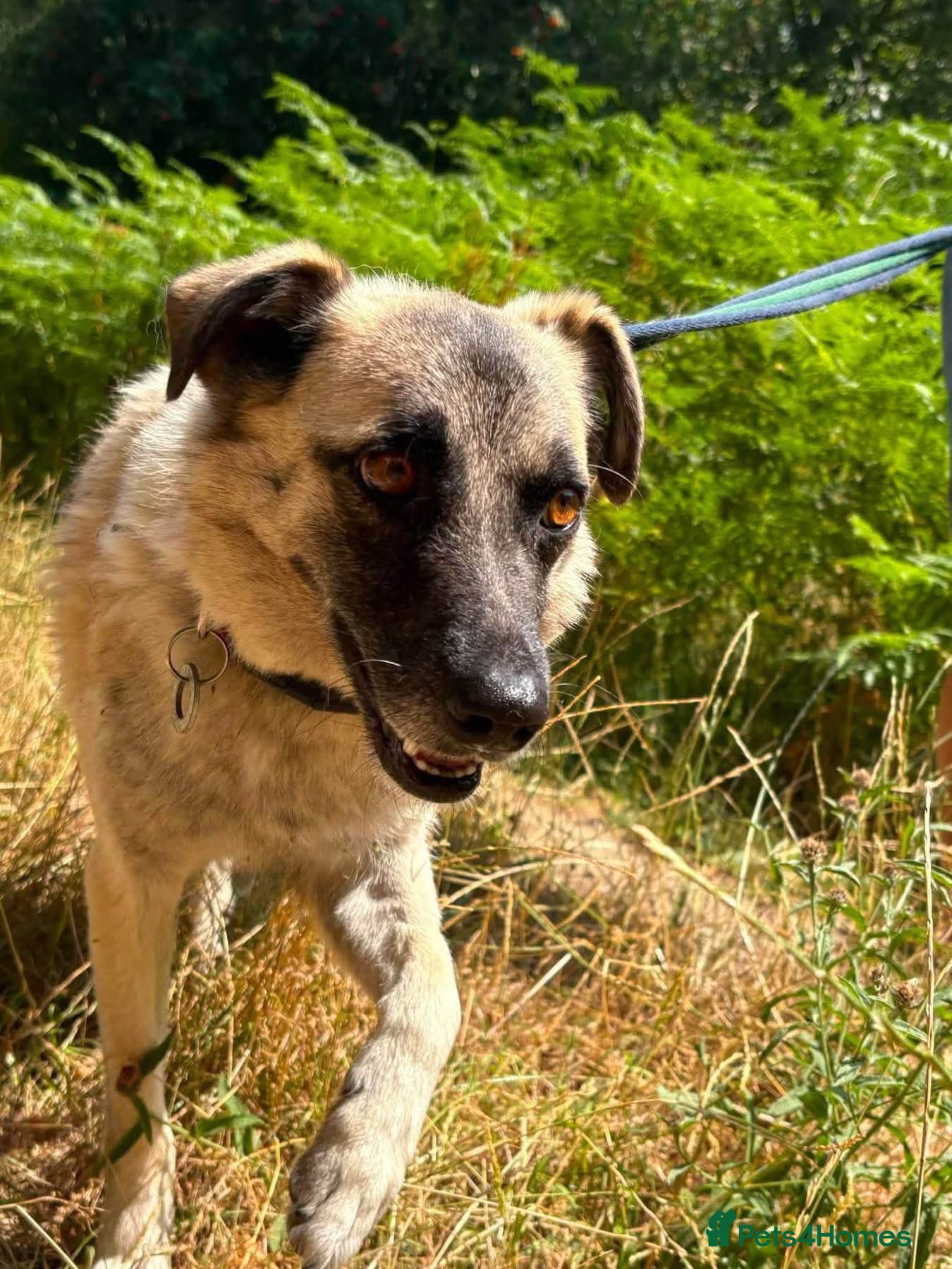 Mixed Breed dogs Rodney - Norwich Norfolk  - Advert 1