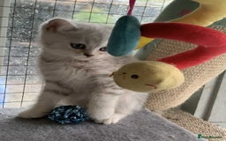 British Shorthair cats for sale: BSH quality Silvers - Advert 6