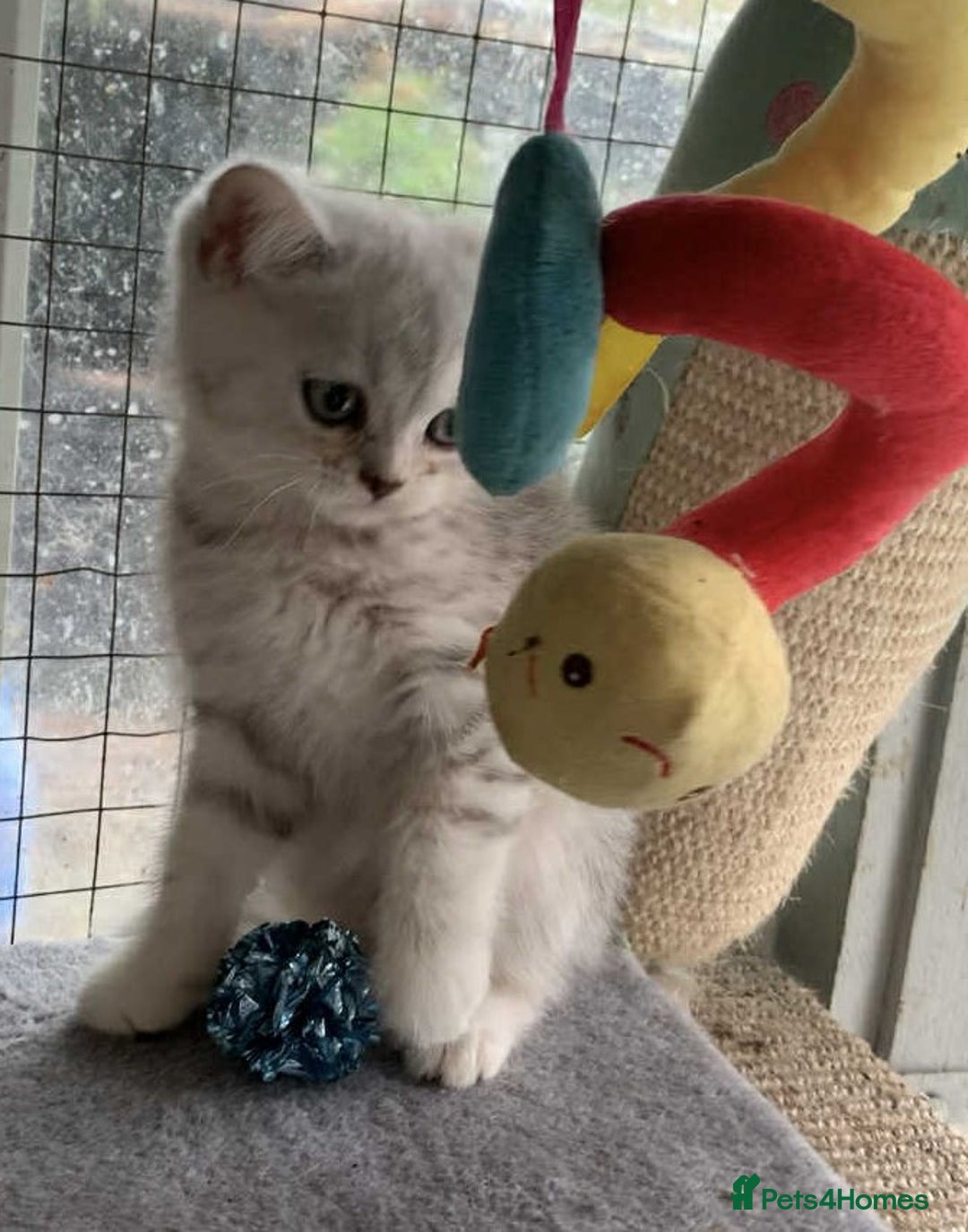 British Shorthair cats for sale: BSH quality Silvers - Advert 6