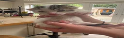 Mixed Breed cats for sale: Beautiful kittens - Advert 9