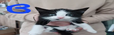 Mixed Breed Kitten 1