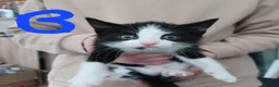 Mixed Breed cats for sale: Kittens for sale - Advert 3