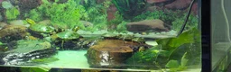 Turtle reptiles for sale: Painted turtles for sale - Advert 10