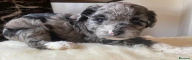 Shihpoo 1