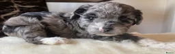 Shihpoo dogs for sale: Rare PRA clear health tested Shihpoo x Puppies  - Advert 8