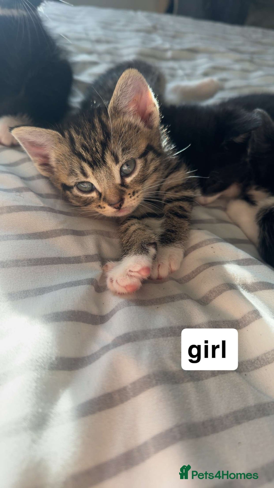 Mixed Breed cats for sale: Lovely litter of 6 beautiful kittens - Advert 5