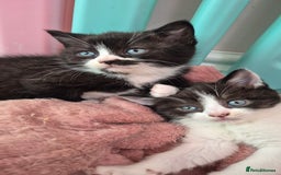 Mixed Breed cats for sale: British short hair cross  - Image 9