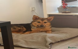 Mixed Breed dogs for adoption: Efa 🐾 - Image 8
