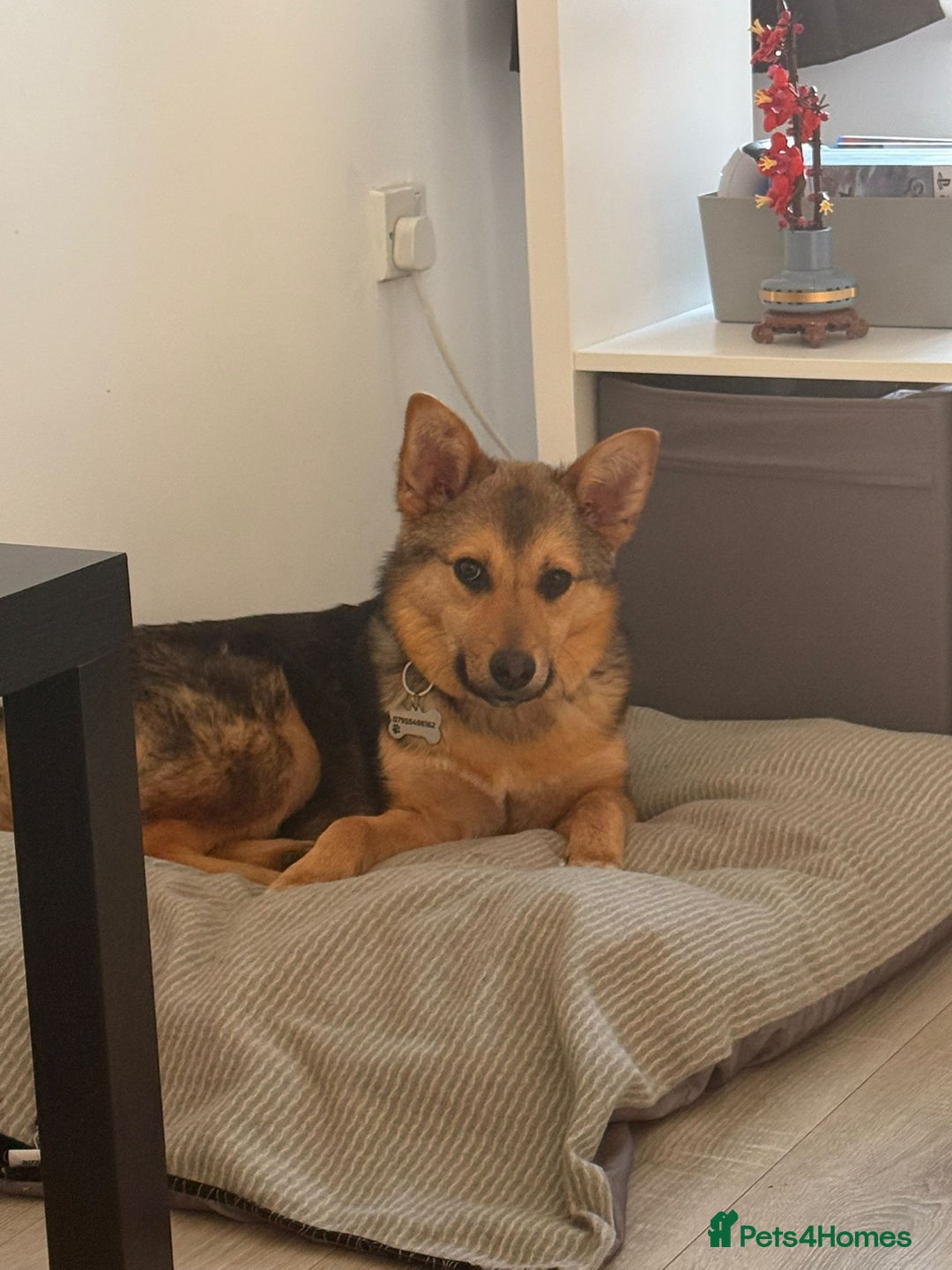 Mixed Breed dogs for adoption: Efa 🐾 - Image 8