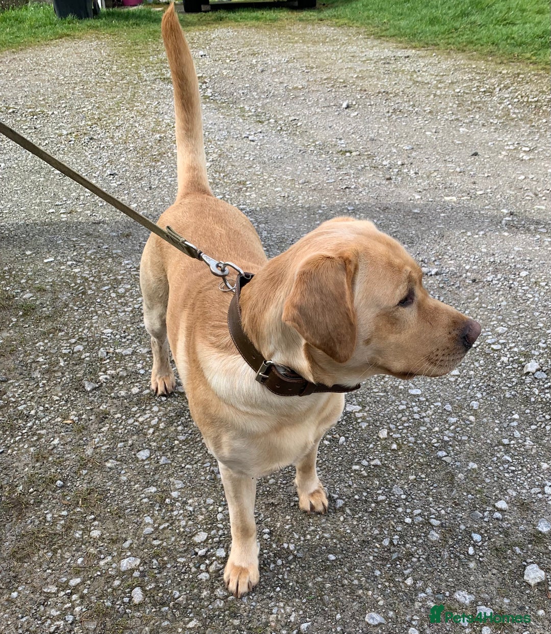 Labrador Retriever dogs for stud: Healthy Labrador for stud - Advert 3