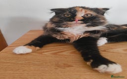 Scottish Fold cats for sale:  1 Tuxedo Scottish Fold Kitten Boy  in Manningtree - Image 17