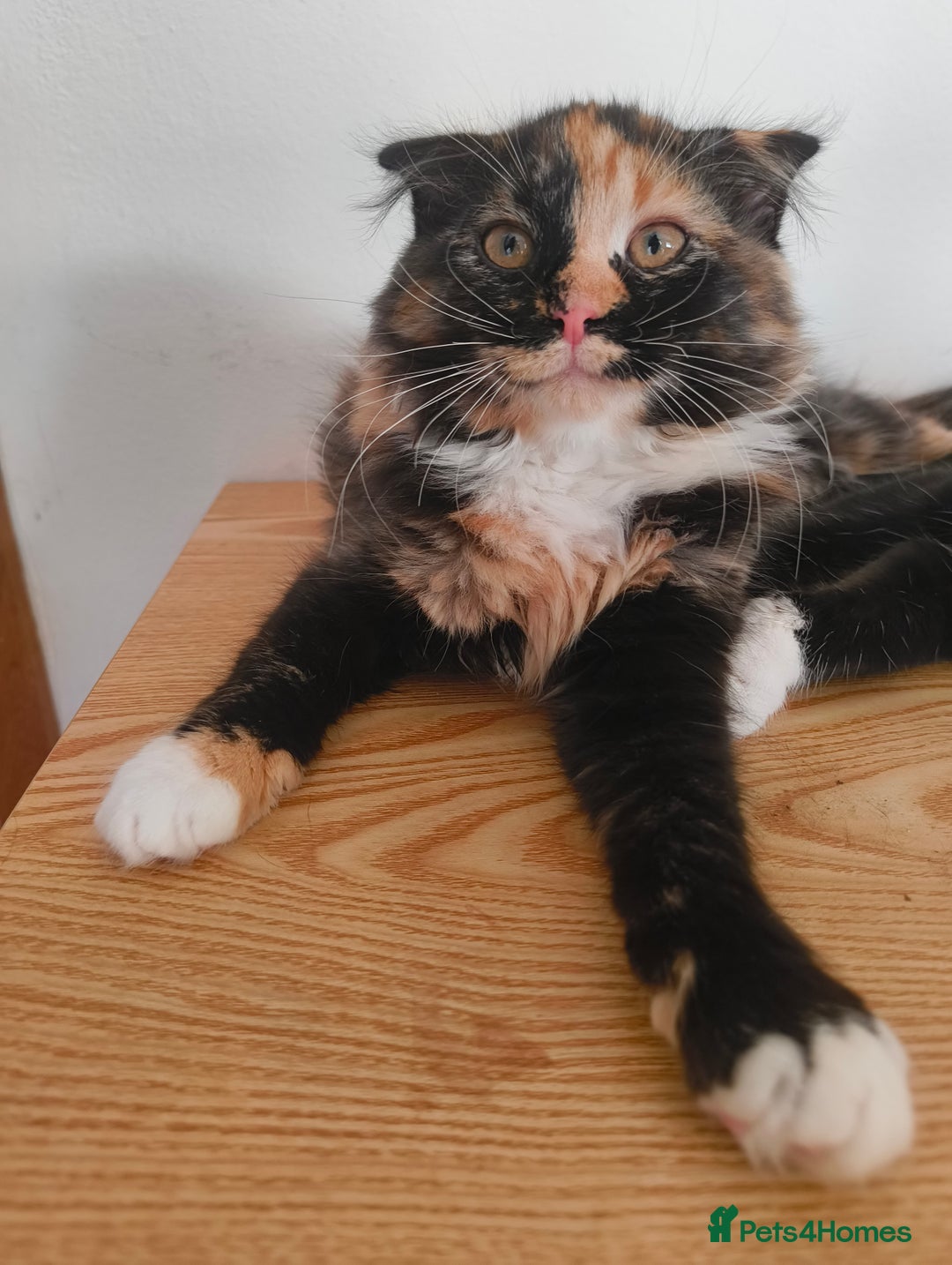 Scottish Fold cats for sale:  1 Tuxedo Scottish Fold Kitten Boy  in Manningtree - Image 17