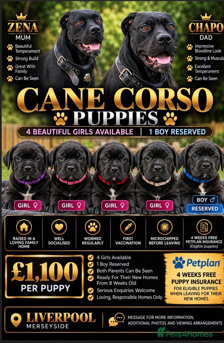 Cane Corso dogs for sale: X4 female cane corso  - Advert 11