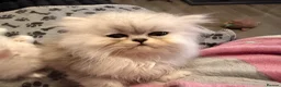 Persian cats for sale: Re listed due to timewaster persian grey kitten,  - Advert 9