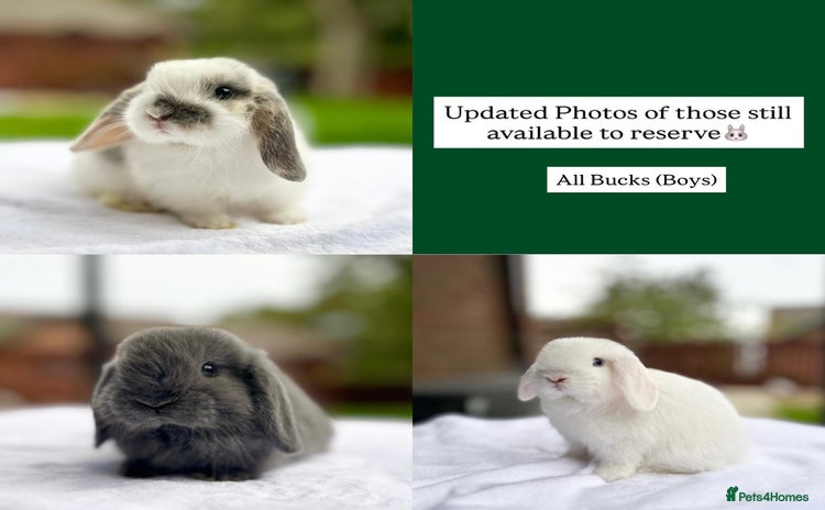Mini Lop rabbits - Advert 2