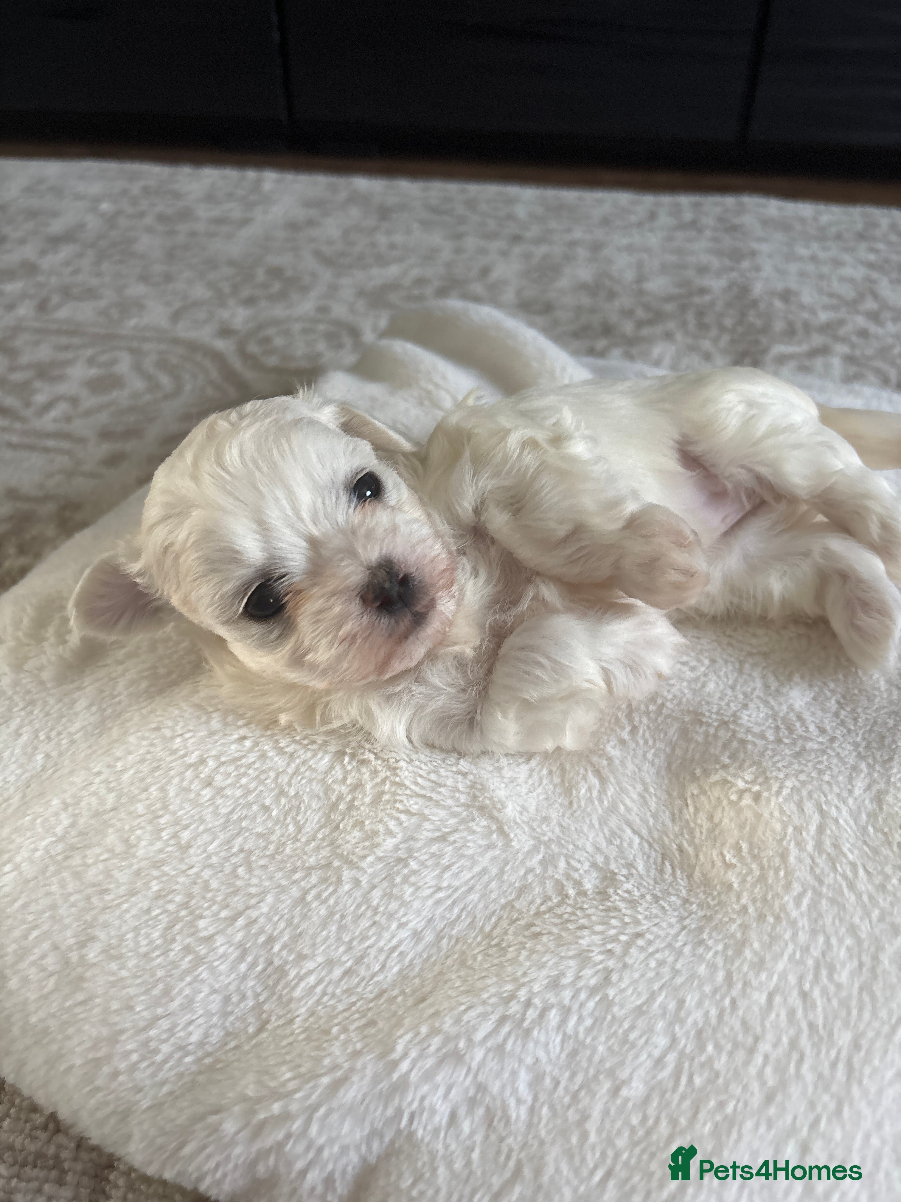 Maltese dogs Pure Maltese puppies! 🐶 🤍Only two left! - Advert 11