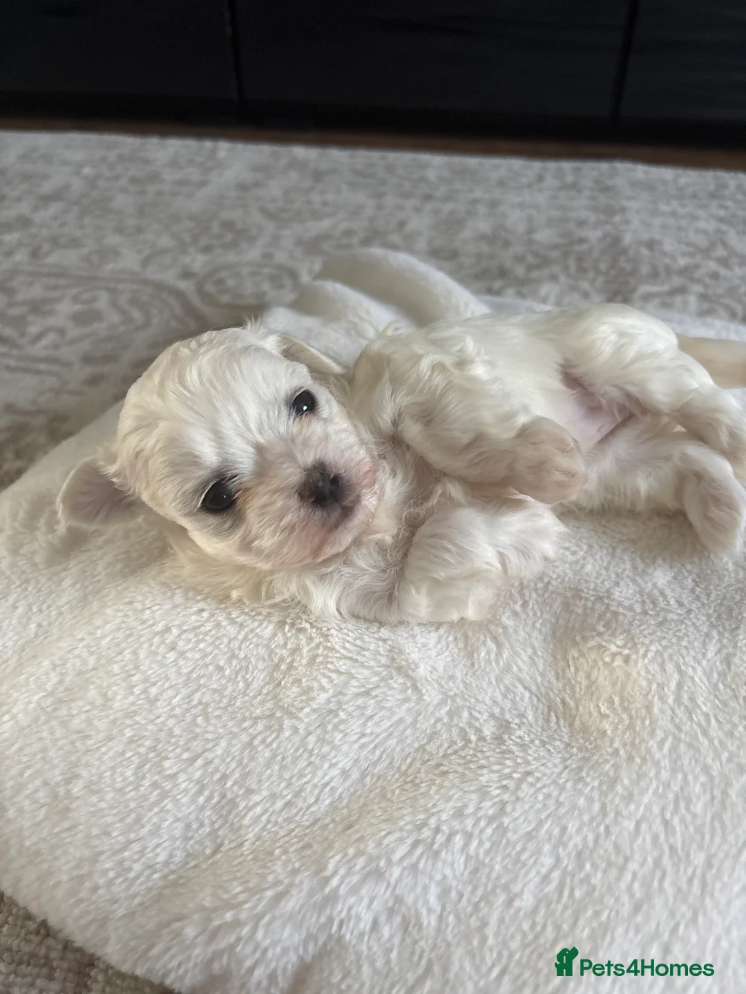 Maltese dogs for sale: Pure Maltese puppies! 🐶 🤍 in Dunstable - Advert 2