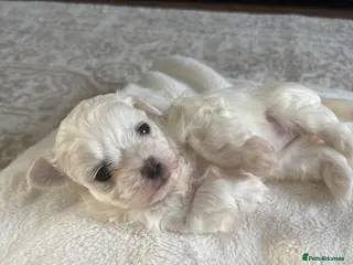 Maltese dogs Pure Maltese puppies! 🐶 🤍Only two left! - Advert 11