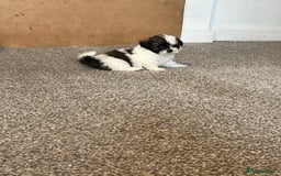 Zuchon dogs for sale: Shihzu x Bichon x Westie - Image 9