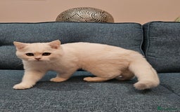 Scottish Fold cats for sale: Excellent Scottish straight kittens  - Image 9