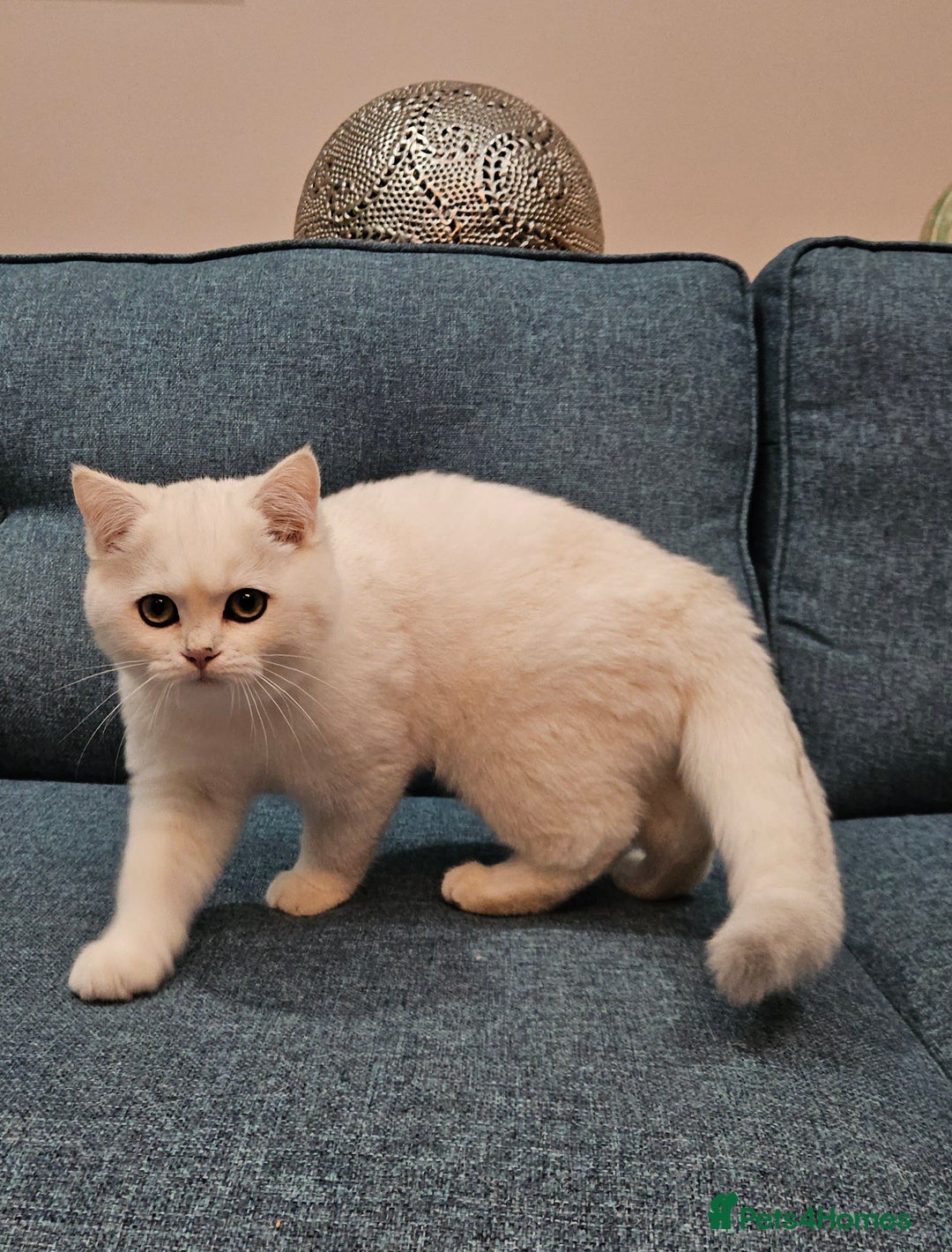 Scottish Fold cats for sale: Excellent Scottish straight kittens  - Image 9