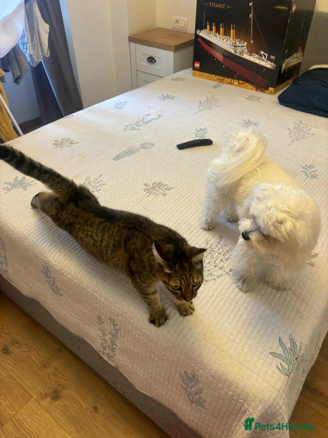 Mixed Breed cats for adoption: Athena for adoption - Advert 4