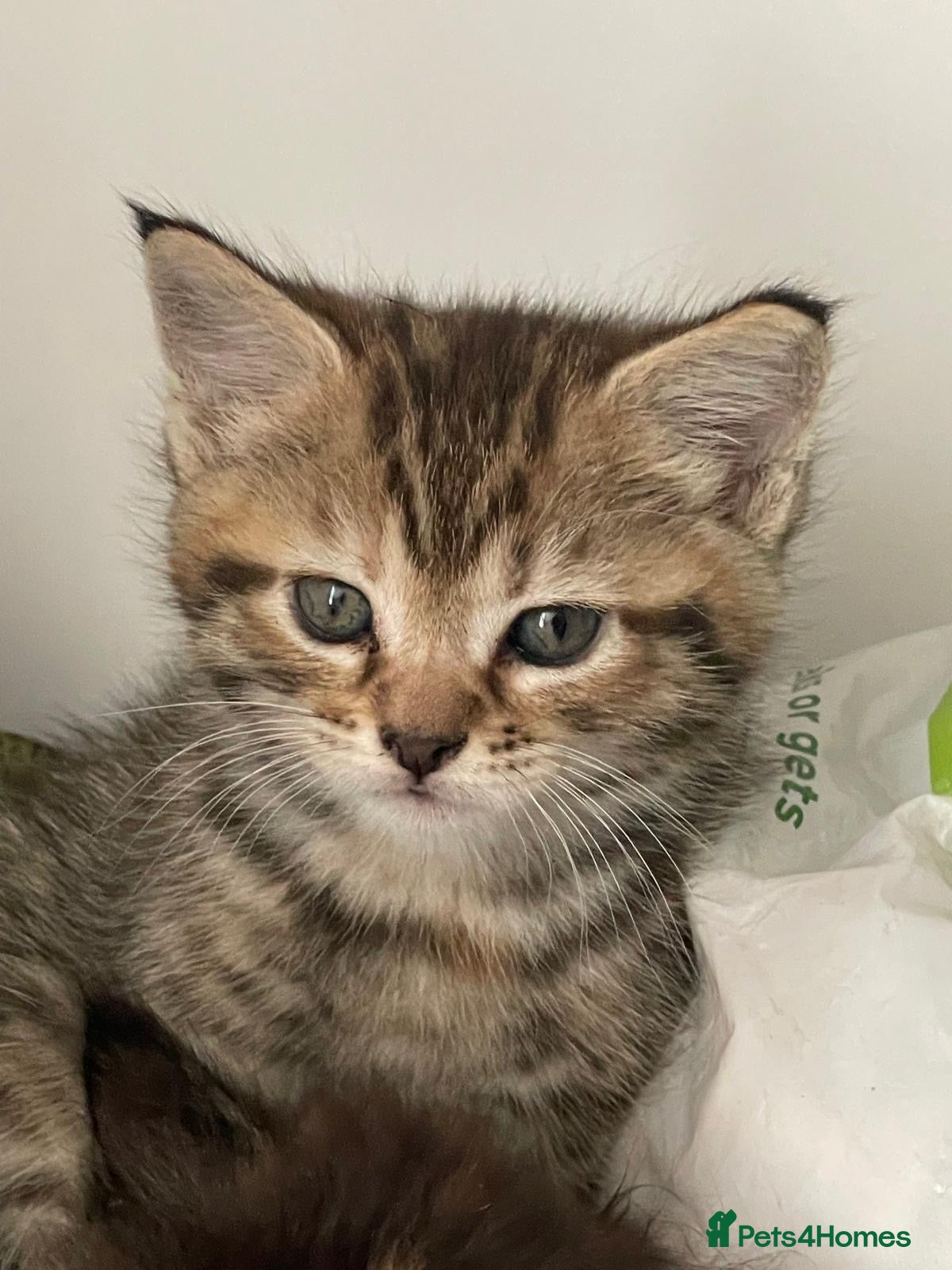 Maine Coon cats for sale: Maine Coon Cross in Oxford - Advert 6