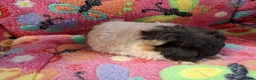 Guinea Pig rodents for sale: Baby Boars In Different Breeds  - Advert 16