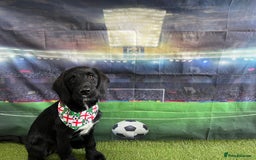 Labradoodle dogs for stud: F1b Miniature Labradoodle (Fully Health Tested) - Image 10
