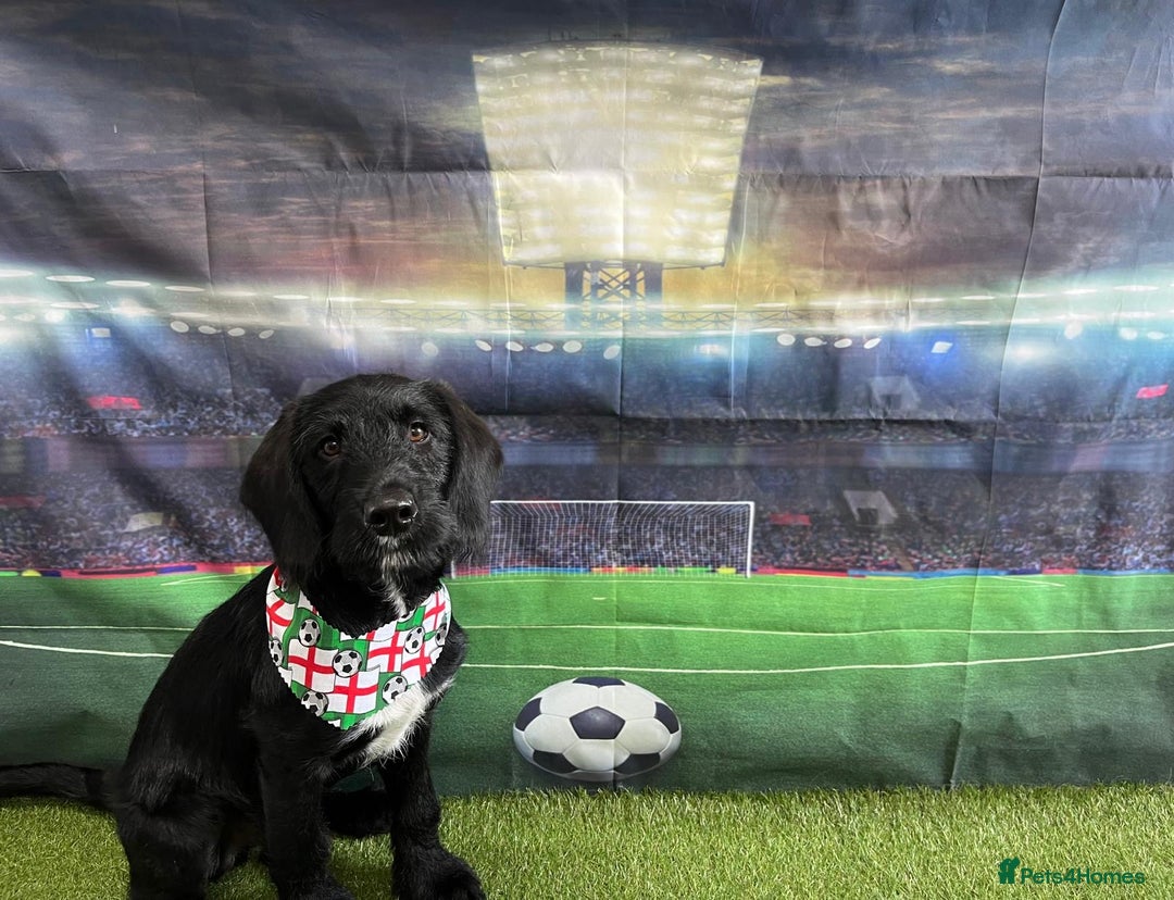 Labradoodle dogs for stud: F1b Miniature Labradoodle (Fully Health Tested) - Image 10