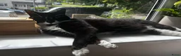 British Shorthair cats for sale: 2 cats looking for forever home in Salisbury - Advert 12