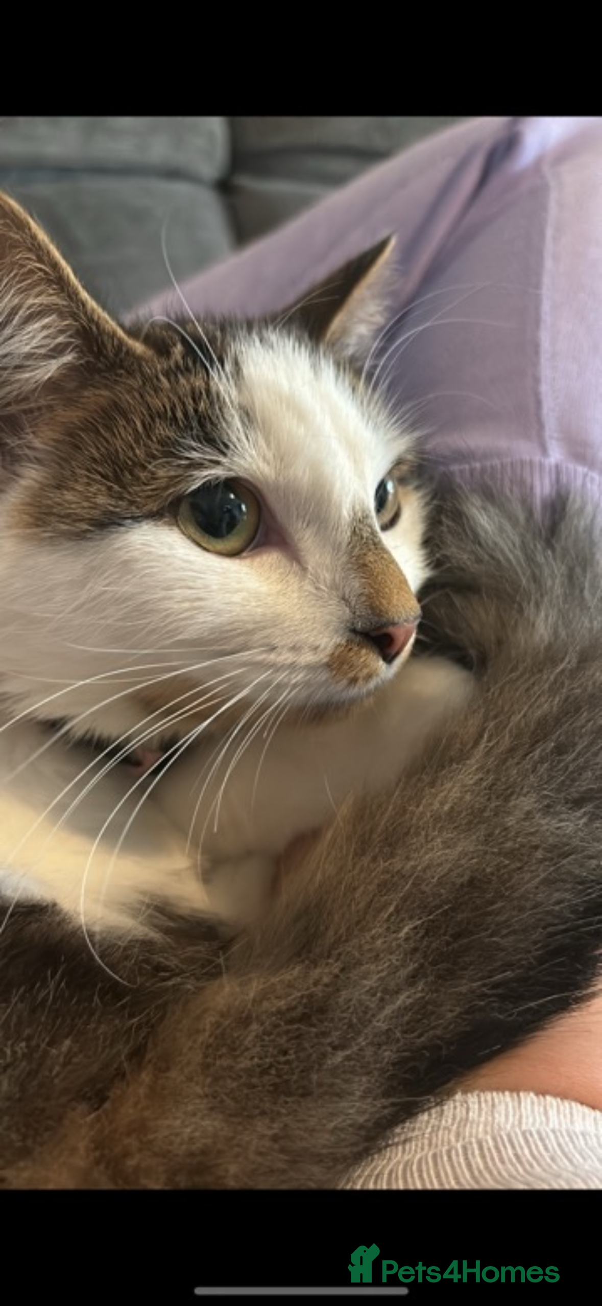 British Longhair cats Coco  - Advert 2