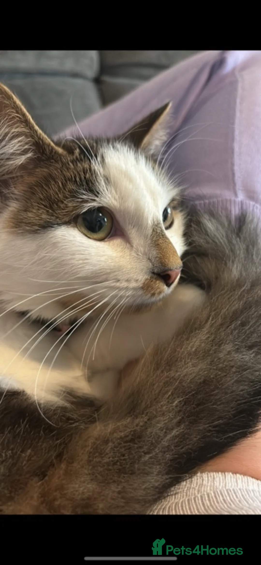 British Longhair cats for sale: Coco  - Advert 1