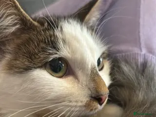 British Longhair cats Coco - Advert 12