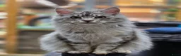 Maine Coon cats for sale: Beautiful high smoked blue & black smoked kittens  - Advert 4