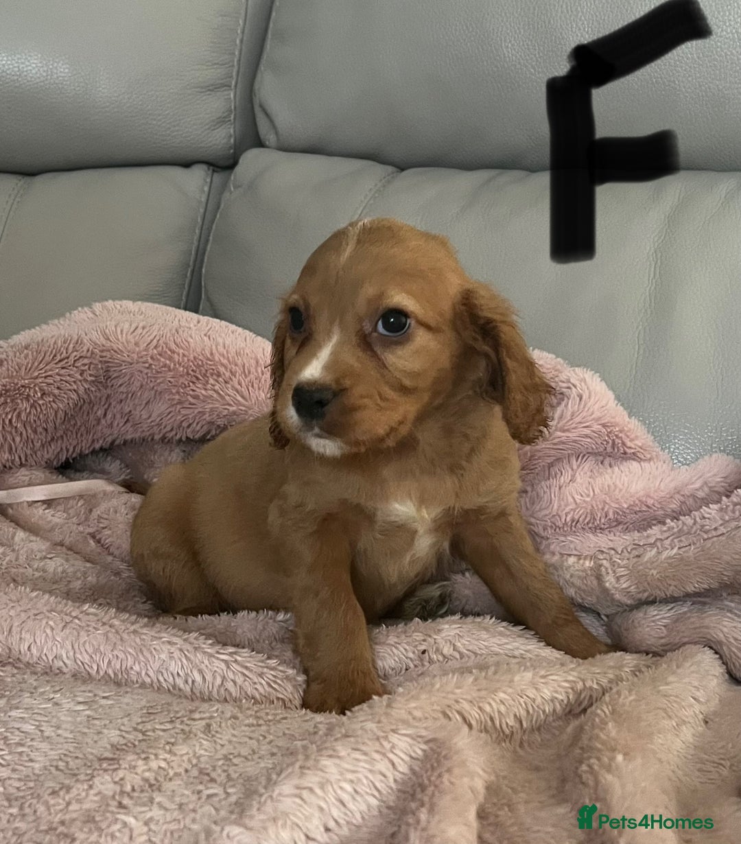 Cocker Spaniel dogs for sale: Cocker spaniel puppies for sale  - Advert 1