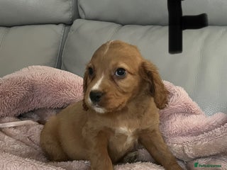 Cocker Spaniel dogs Cocker spaniel puppies for sale - Advert 9