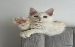 Maine Coon cats for sale: 2 maine coon kittens💕 - Image 6