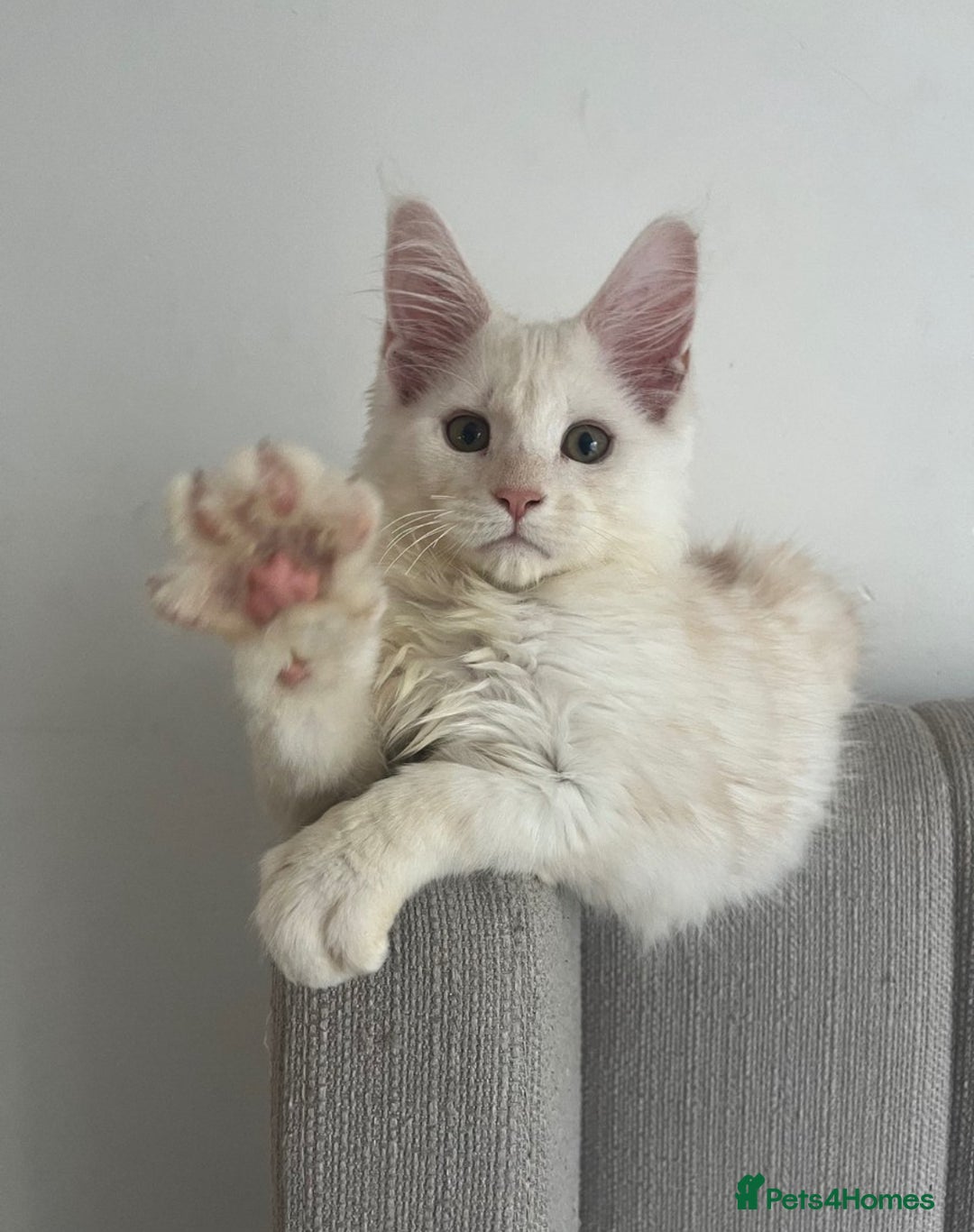 Maine Coon cats for sale: 2 maine coon kittens💕 - Image 6