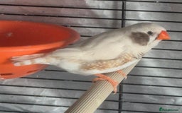 Finches birds for sale: Cockatiels and zebra finches  - Image 10