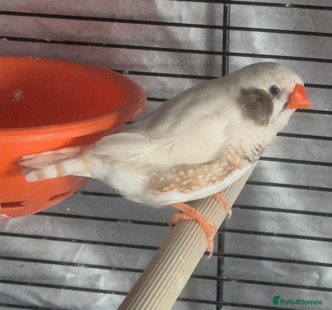 Finches birds for sale: Cockatiels and zebra finches  - Image 10