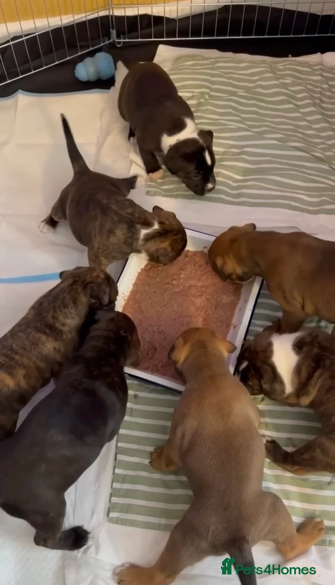 Staffordshire Bull Terrier dogs for stud: PROVEN Blue Brindle Staffordshire Bull Terrier  - Advert 11