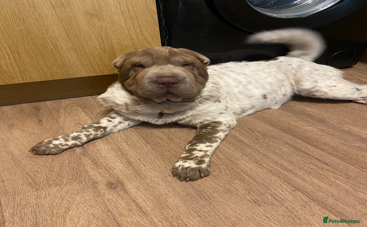 Shar Pei dogs - Advert 4