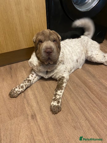 Shar Pei dogs - Advert 1