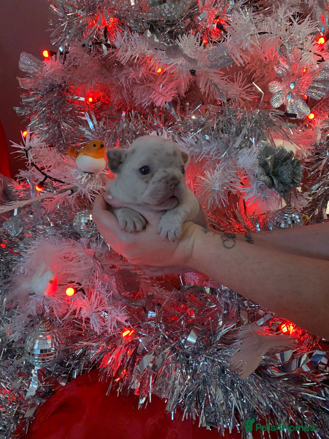 French Bulldog dogs for sale: Beautiful French bulldog puppies  - Advert 4