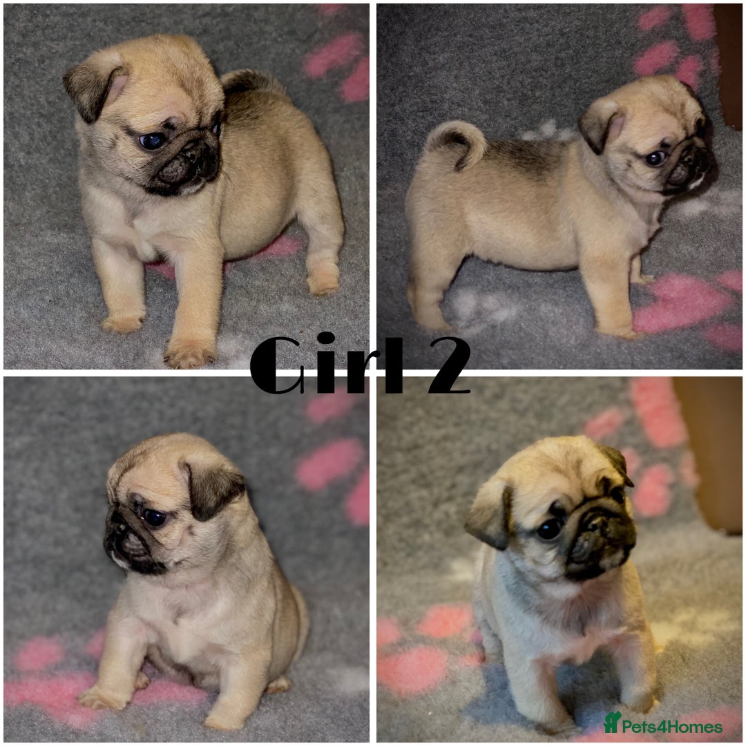 Pug dogs for sale: Beautiful Pug Puppies  - Advert 3