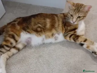 Bengal cats Bengal Kittens - Advert 1