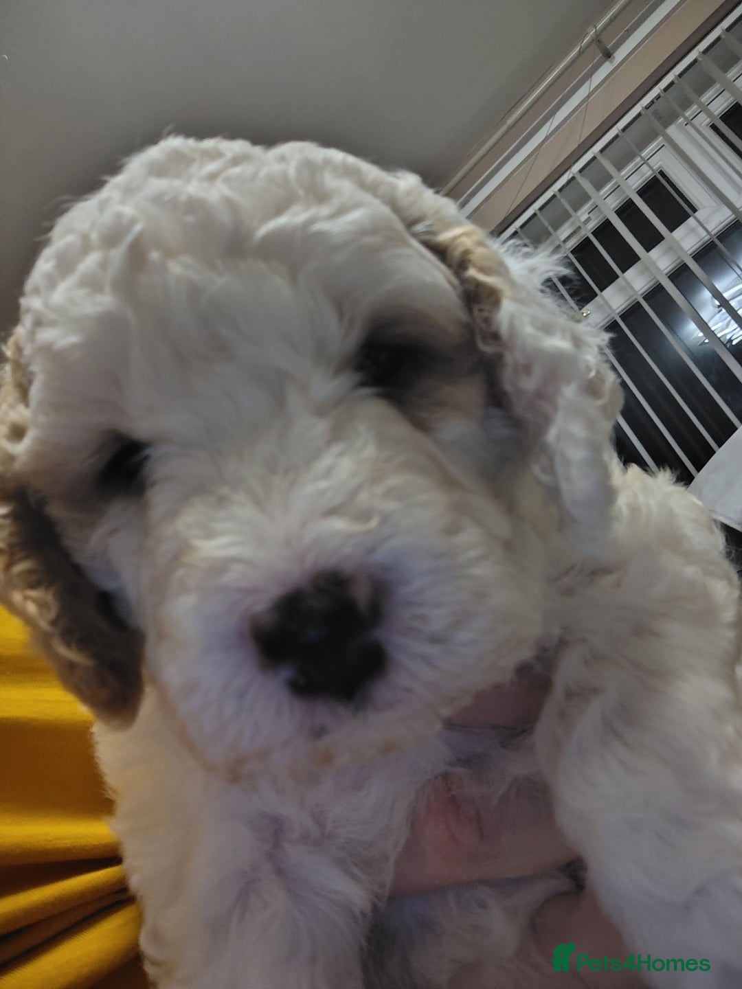Cockapoo dogs for sale: F3 cockapoo  - Image 5