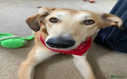 Mixed Breed dogs for sale: Merlin - Image 7