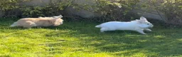 Continental Giant rabbits for sale: Super Gorgeous Continental Giant Rabbits in Aberdeen - Advert 9